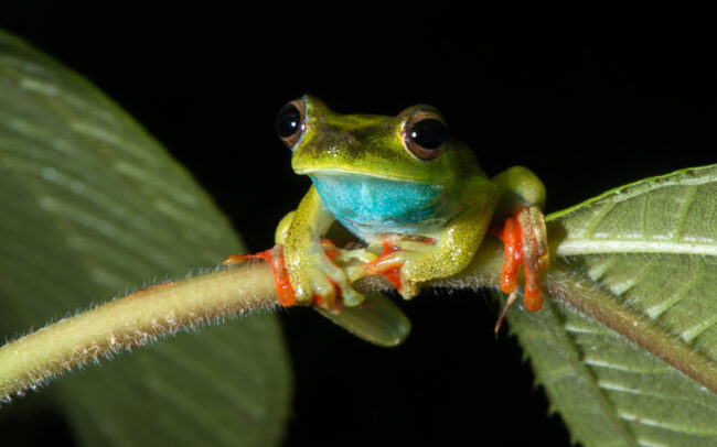 Canal Zone Tree Frog • El Valle, Panama