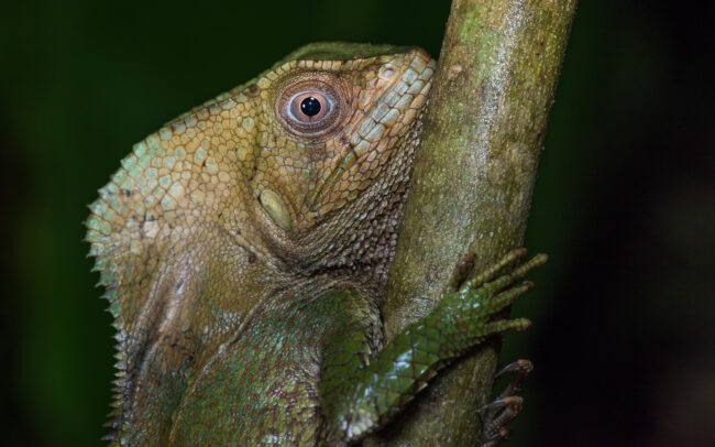 Helmeted Basilisk Lizard • El Valle, Panama