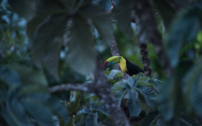 Keel Billed Toucan • Soberania National Park, Panama