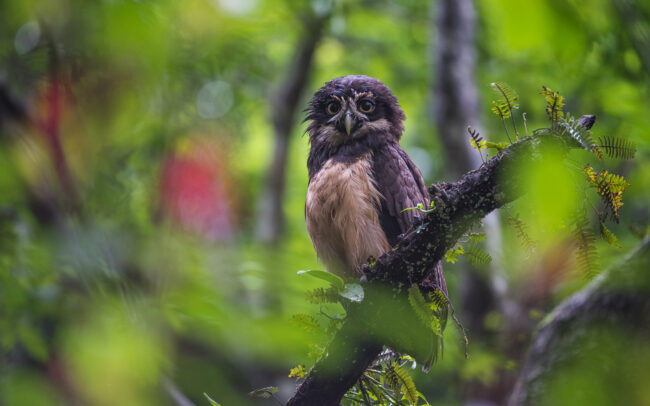 Spectacled Owl • El Valle, Panama