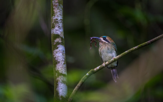 Tody Motmot • El Valle, Panama