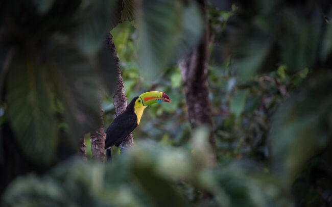 Keel Billed Toucan • Soberania National Park, Panama