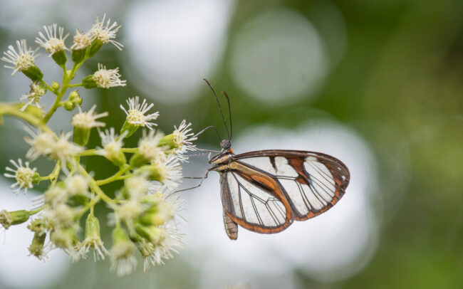 Dasia Clearwing Butterfly • El Valle, Panama