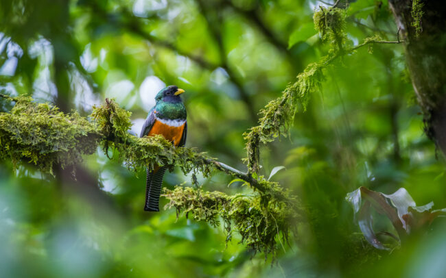 Orange Bellied Trogon • El Valle, Panama