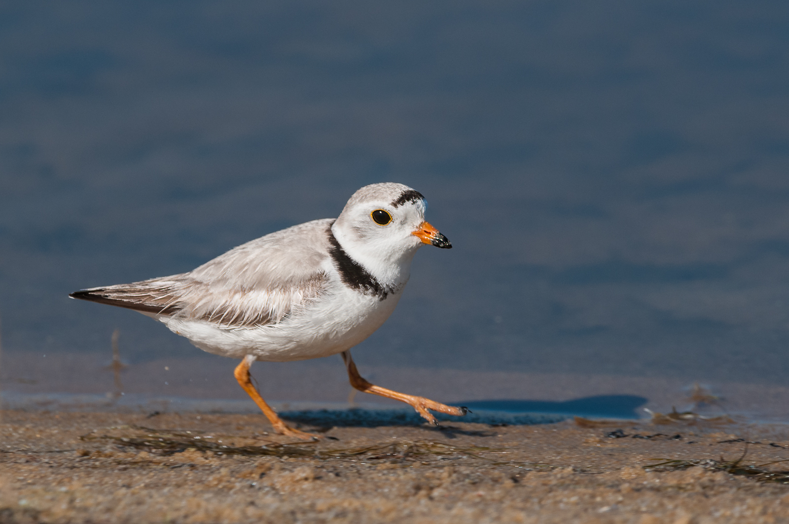 Piping Plover, Cape May, New Jersey