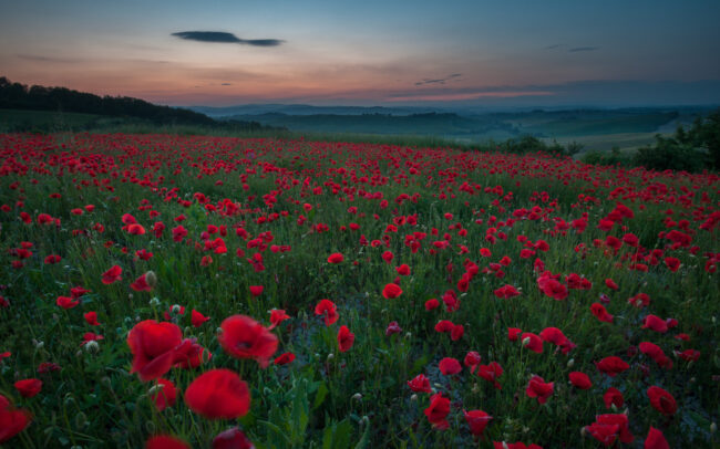 Poppies • Montalcino, Italy