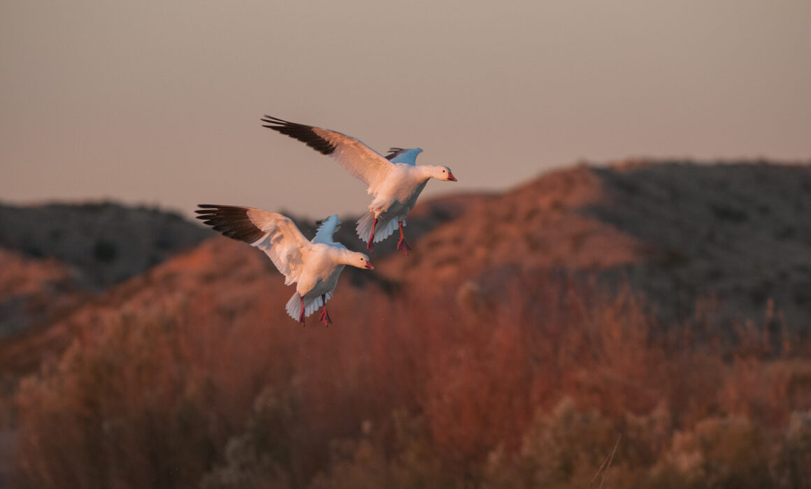 Snow Geese, Bosque Del Apache National Wildlife Refuge, New Mexico