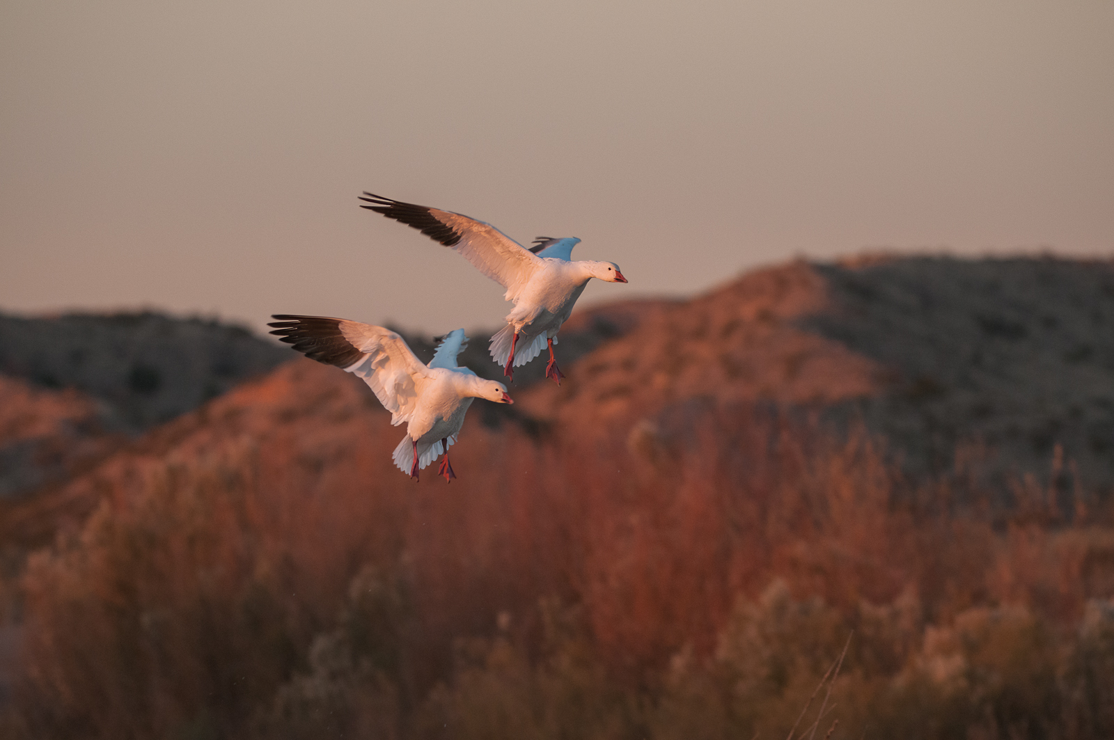 Snow Geese, Bosque Del Apache National Wildlife Refuge, New Mexico