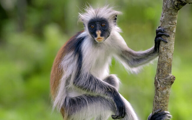 Red Colobus Monkey • Zanzibar, Tanzania