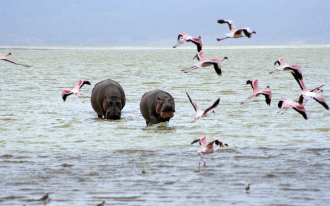 Hippopotamus and Flamingoes • Ngorongoro Crater, Tanzania