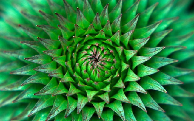 Lobellia Plant • Mount Kilimanjaro, Tanzania