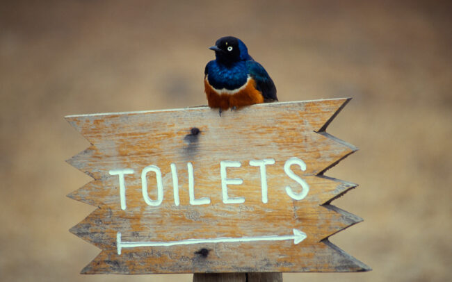 Superb Starling • Mount Kilimanjaro, Tanzania