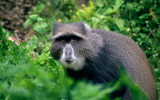 Blue Monkey • Mount Kilimanjaro, Tanzania