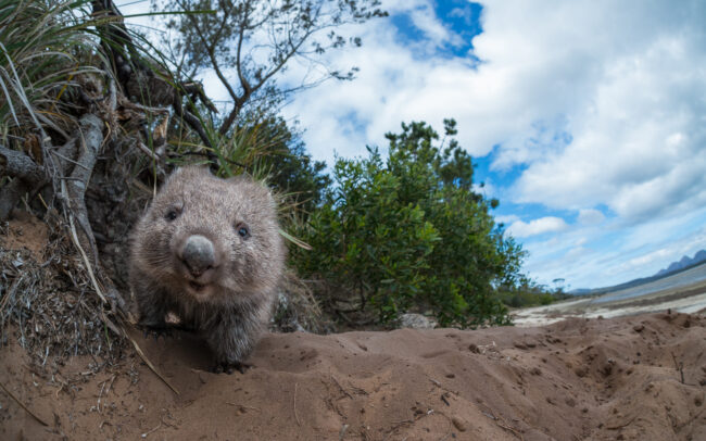 Wombat • Coles Bay, Tasmania, Australia