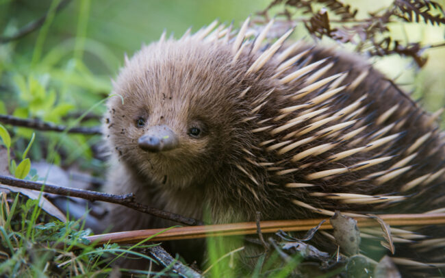 Echidna • Tasmania, Australia
