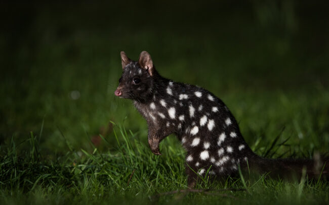 Eastern Quoll • Scottsdale, Tasmania, Australia