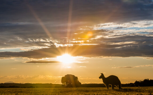 Eastern Grey Kangaroo • Narawantapu National Park, Tasmania, Australia