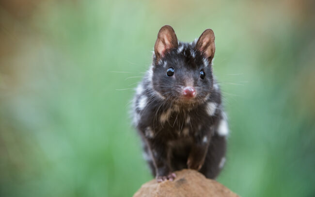 Eastern Quoll • Bonorong Wildlife Sanctuary, Tasmania, Australia