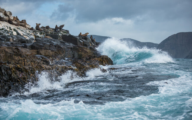 New Zealand Fur Seals • Bruny Island, Tasmania, Australia