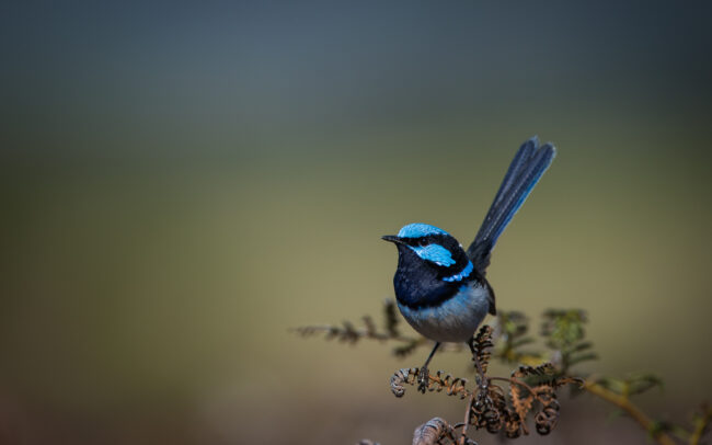 Superb Fairywren • Narawntapu National Park, Tasmania, Australia