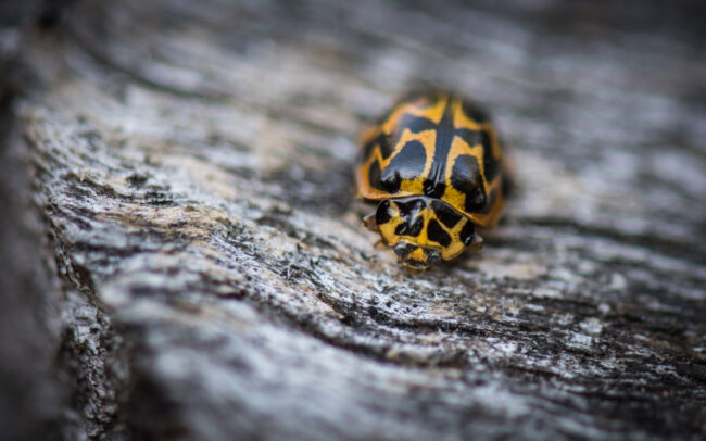 Tasmanian Ladybird Beetle • Narawntapu National Park, Tasmania, Australia