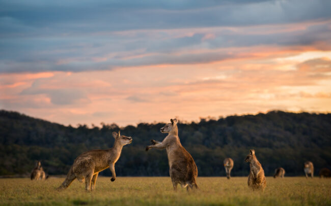 Forester Kangaroos • Narawantapu National Park, Tasmania, Australia