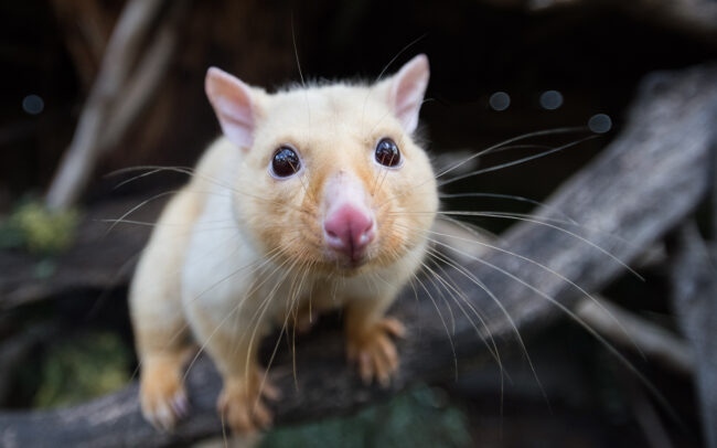 Golden Brushtail Possum • Bonorong Wildlife Sanctuary, Tasmania, Australia