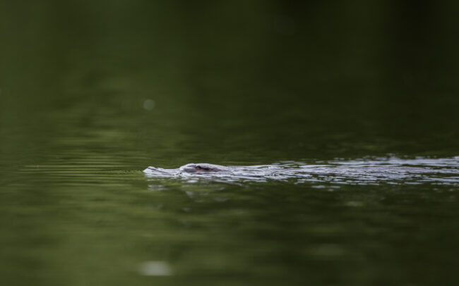 Platypus • Scottsdale, Tasmania, Australia