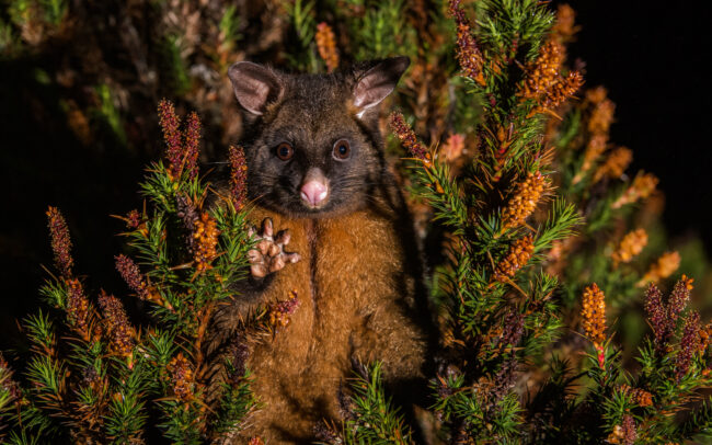 Common Brushtail Possum • Cradle Mountain National Park, Tasmania, Australia.
