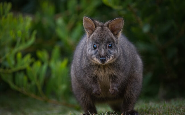 Tasmanian Pademelon • Maria Island, Tasmania, Australia