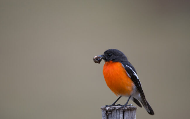 Flame Robin • Maria Island, Tasmania, Australia
