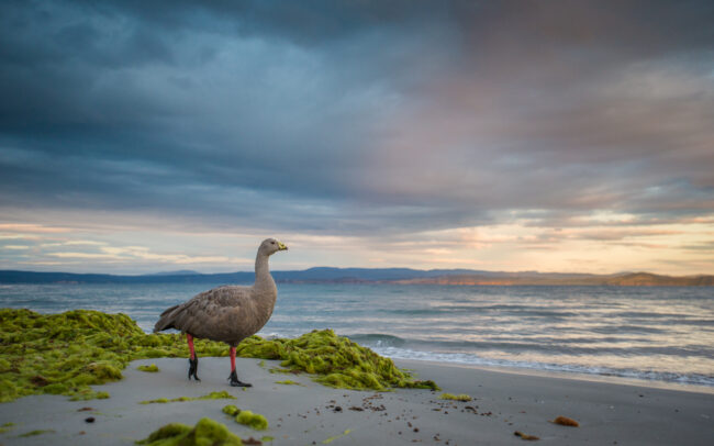 Cape Barren Goose • Maria Island, Tasmania, Australia