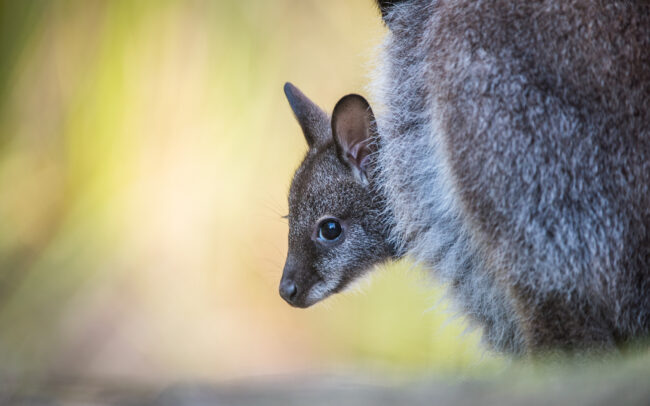 Bennett's Wallaby Joey • Bruny Island, Tasmania, Australia