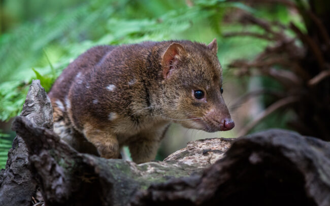 Spotted Quoll • Bonorong Wildlife Sanctuary, Tasmania, Australia