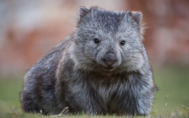 Wombat • Maria Island, Tasmania, Australia