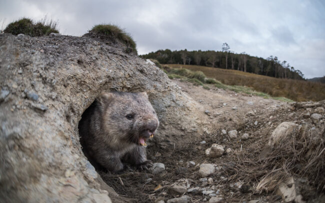 Wombat • Cradle Mountain National Park, Tasmania, Australia