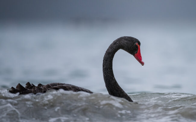 Black Swan • Bruny Island, Tasmania, Australia