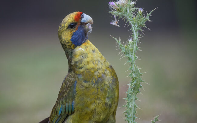 Green Rosella • Maria Island, Tasmania, Australia