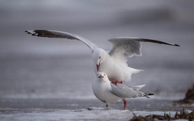 Silver Gulls • Freycinet National Park, Tasmania, Australia