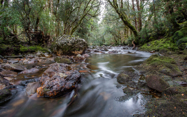 Rocky Stream • Cradle Mountain National Park, Tasmania, Australia