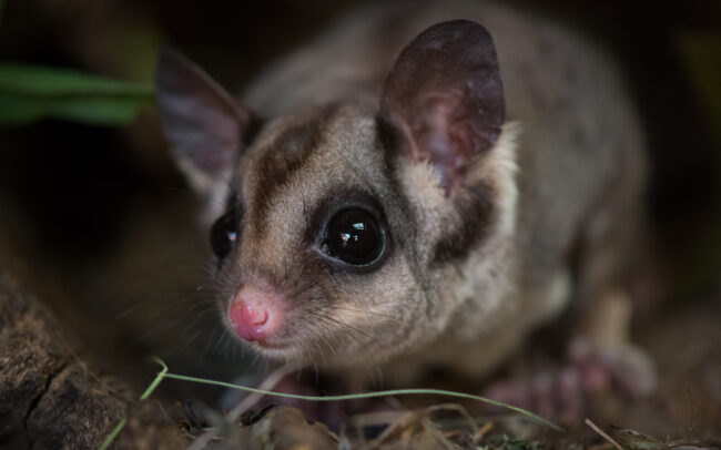 Sugar Glider • Bonorong Wildlife Sanctuary, Tasmania, Australia