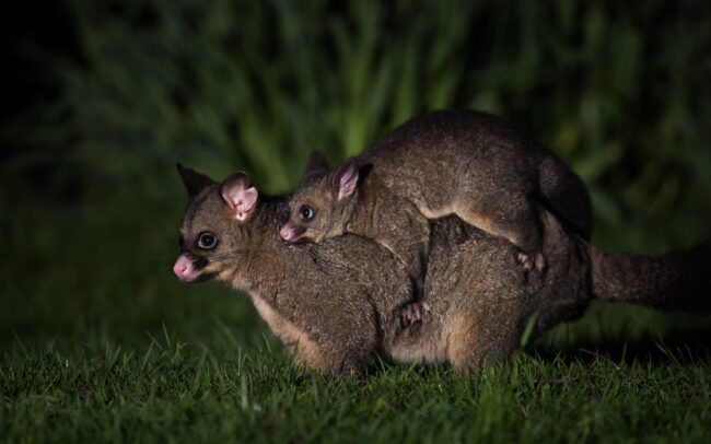 Common Brushtail Possum and Joey • Scottsdale, Tasmania, Australia