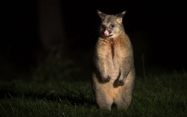 Common Brushtail Possum • Scottsdale, Tasmania, Australia
