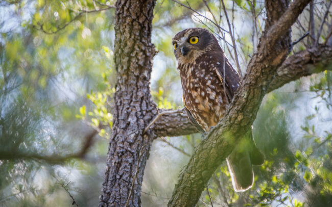 Southern Boobook Owl • Maria Island, Tasmania, Australia