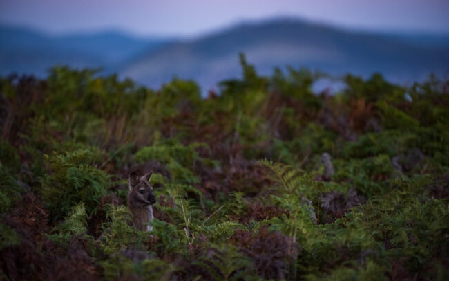 Bennett's Wallaby • Maria Island, Tasmania, Australia