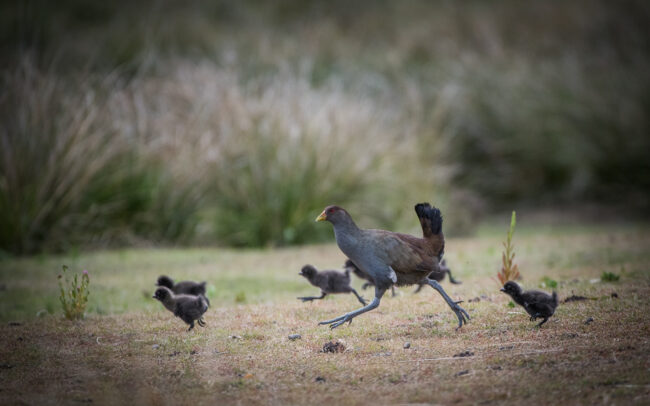 Tasmanian Nativehen • Maria Island, Tasmania, Australia