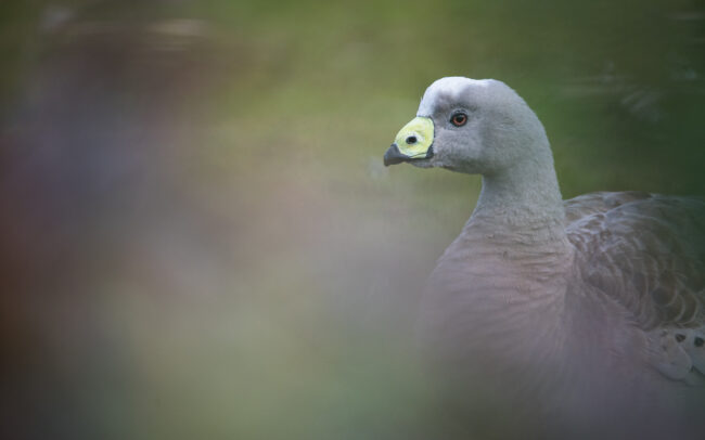 Cape Barren Goose • Maria Island, Tasmania, Australia