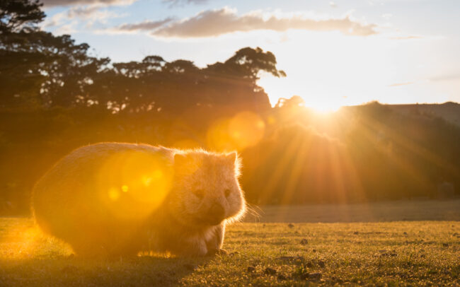 Wombat • Maria Island, Tasmania, Australia