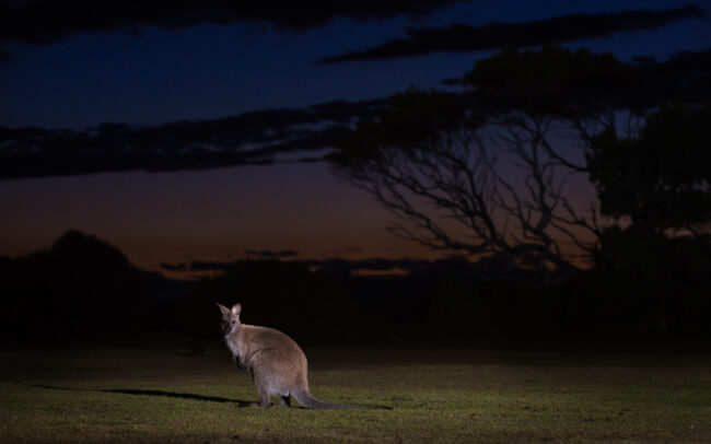 Bennett's Wallaby • Narawntapu National Park, Tasmania, Australia