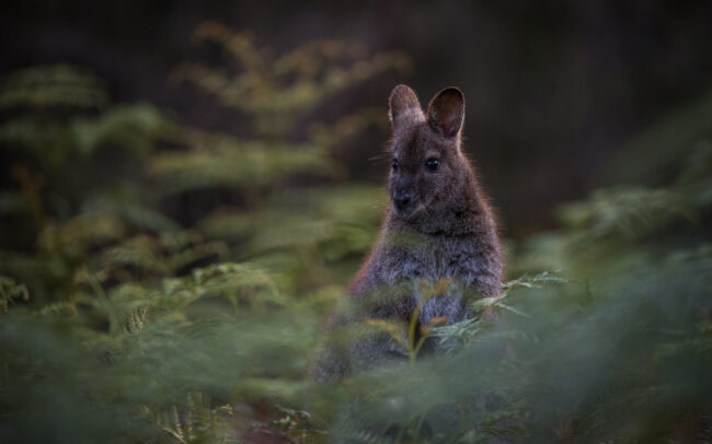 Bennett's Wallaby • Bruny Island, Tasmania, Australia
